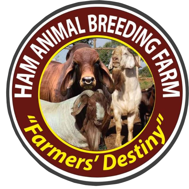 Ham animal farm